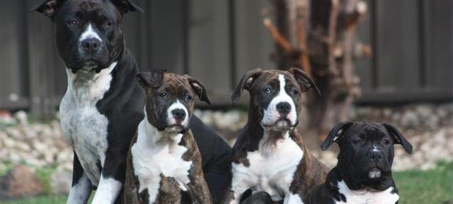 Pupmates - Find your puppy online